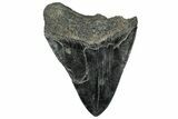 Fossil Megalodon Tooth - South Carolina #328588-1